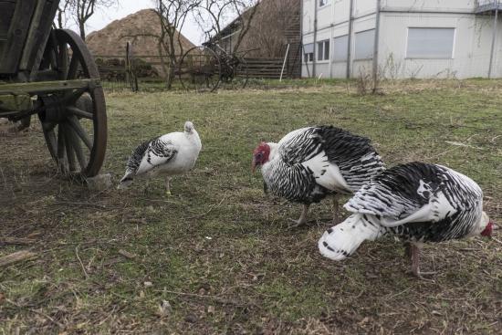 Dahlem Museums Complex
